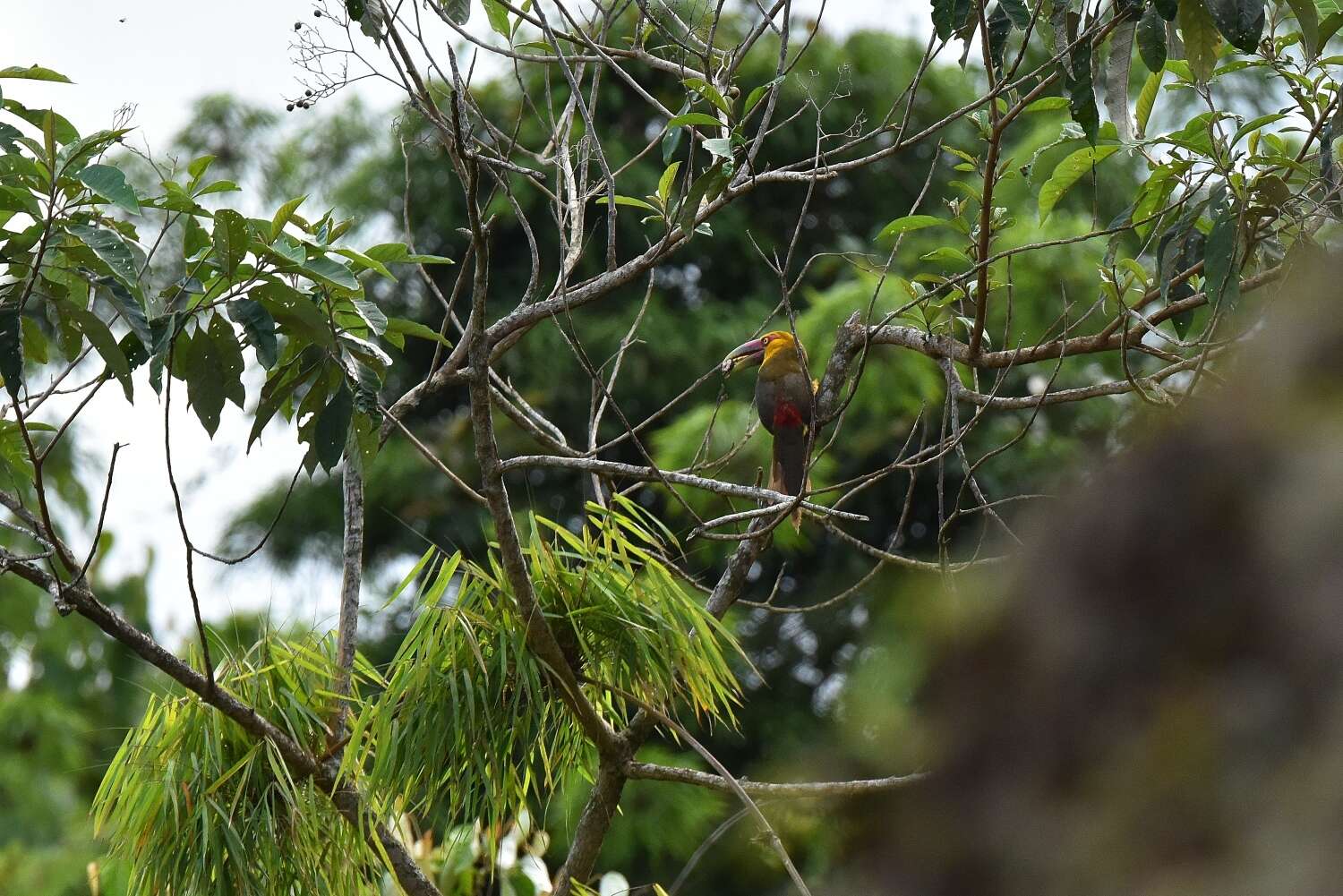 Image of Saffron Toucanet