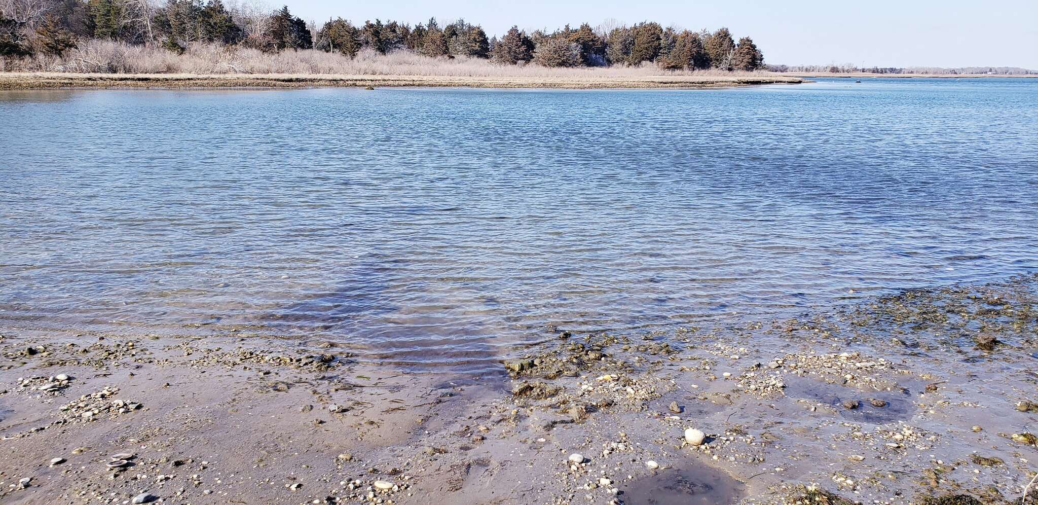 Sivun Peritromus kahli kuva