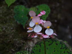 Image of Begonia strigillosa A. Dietr.