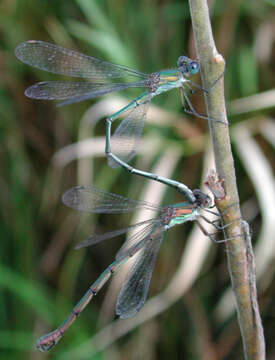 Image of Chalcolestes Kennedy 1920