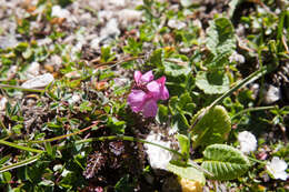 Image de Pedicularis nordmanniana Bunge