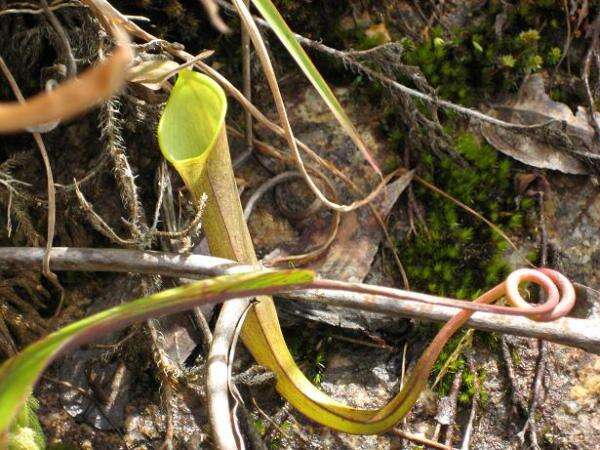 Image of Pitcher plant