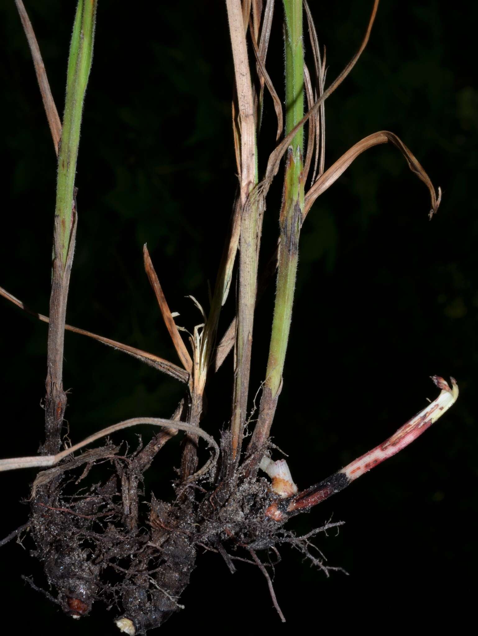 Image of Fringed Nut-Rush