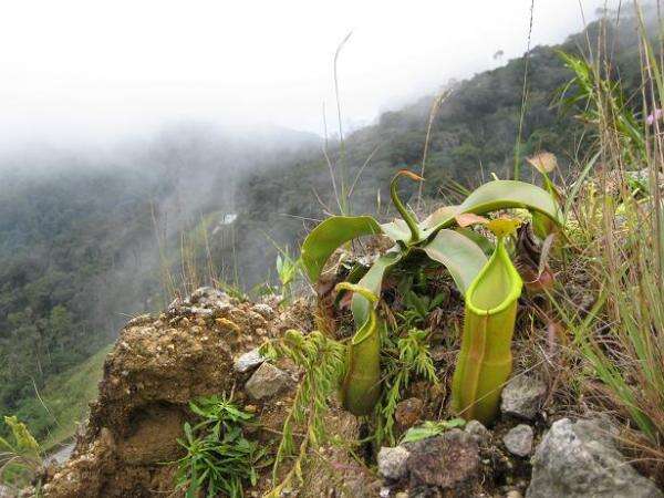 Image of Pitcher Plant