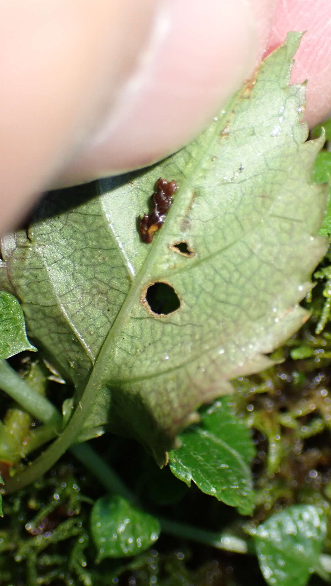 Image of Nubelaria arisanensis