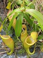 Image of Pitcher Plant