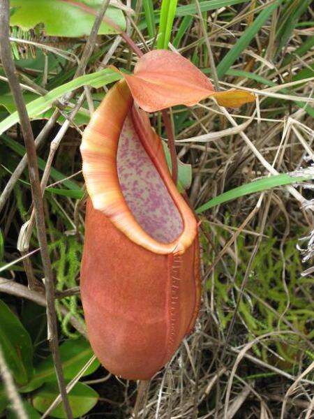 Image of Pitcher Plant