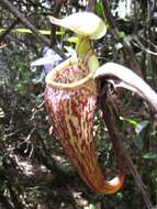 Image of Pitcher plant