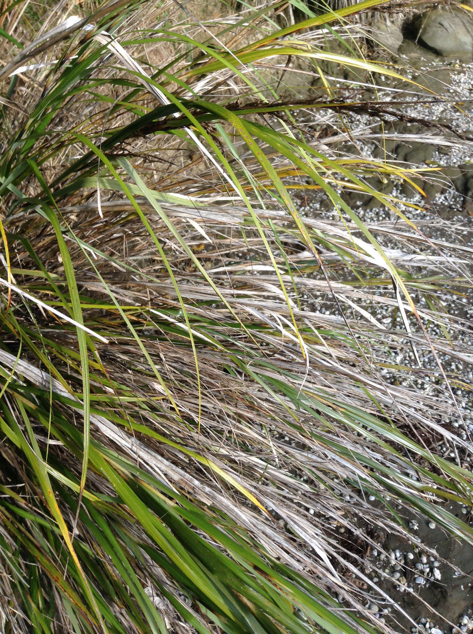 Image of Lanai sawsedge