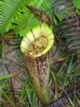 Image of Nepenthes hookeriana Lindl.