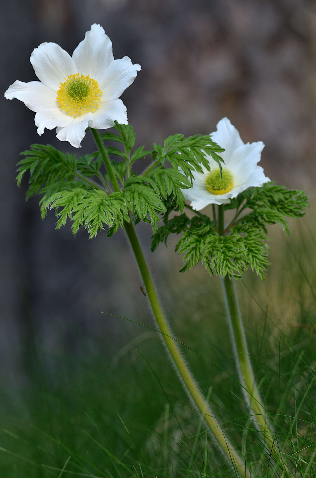 Imagem de Pulsatilla alpina (L.) Delarbre