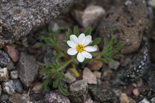 Image of Mojave desertstar