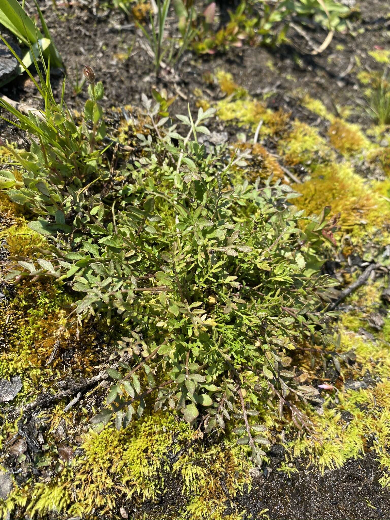 Image of curvepod yellowcress