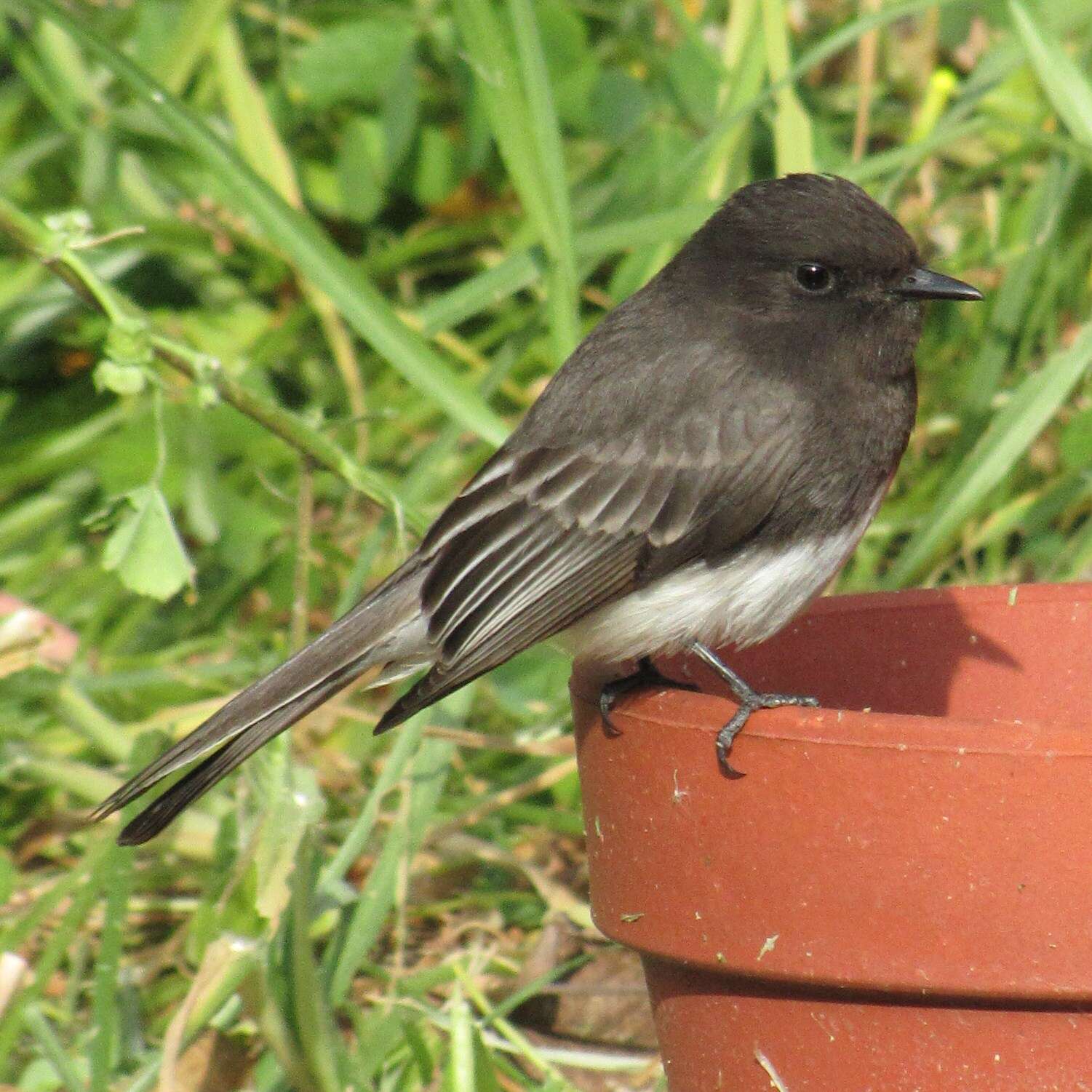 Imagem de Sayornis nigricans (Swainson 1827)