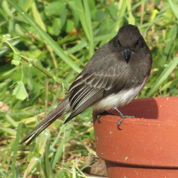 Imagem de Sayornis nigricans (Swainson 1827)