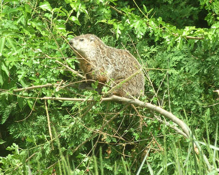 Sivun Marmota subgen. Marmota Blumenbach 1779 kuva