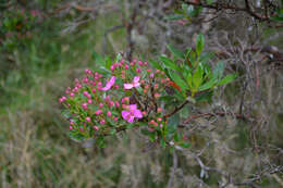 Слика од Bucquetia glutinosa (L. fil.) DC.