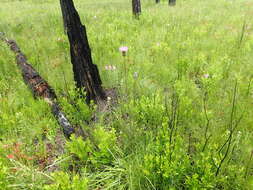 Imagem de Cirsium lecontei Torr. & A. Gray