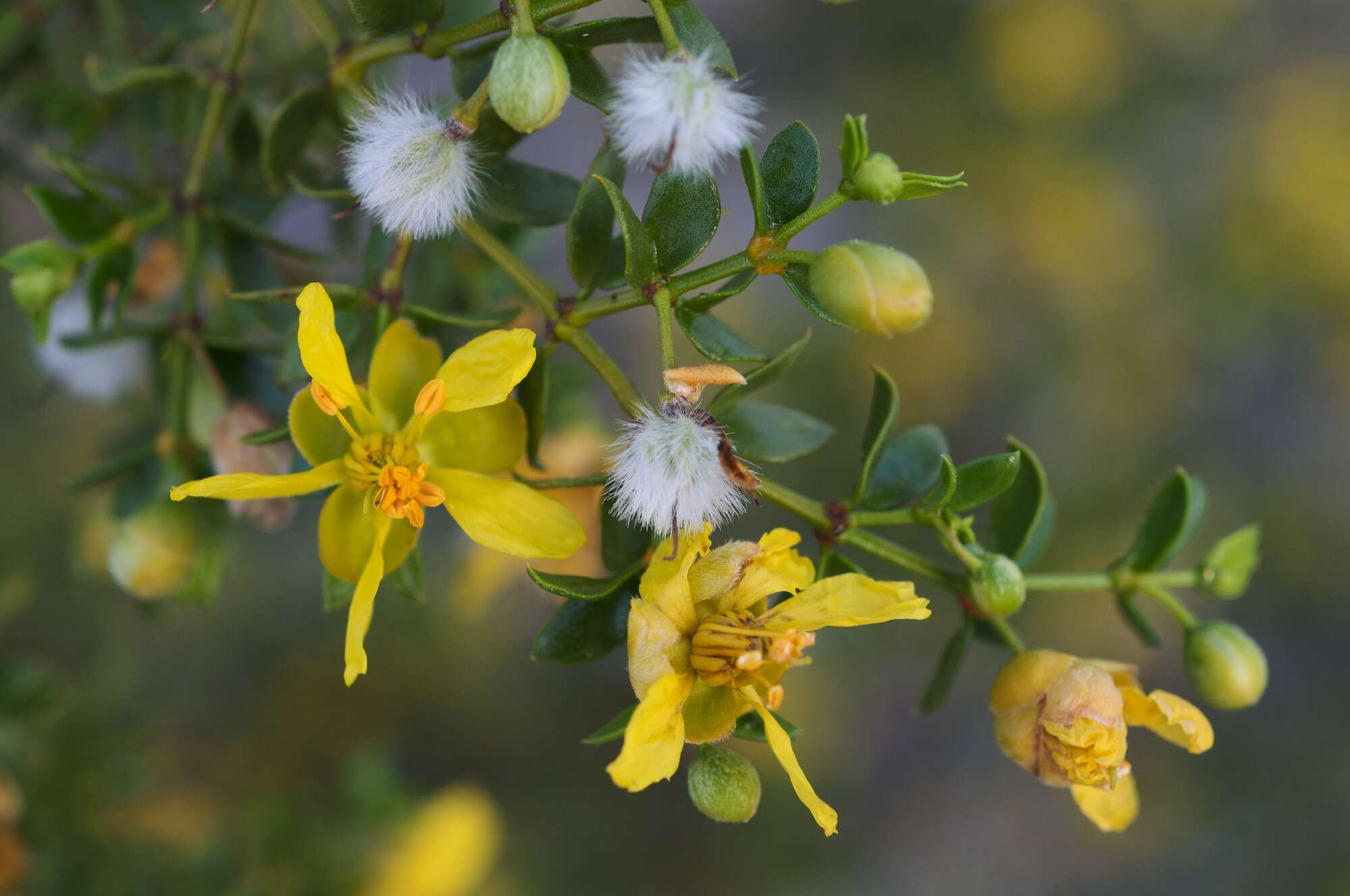 Image de Larrea tridentata (Sesse & Moc. ex DC.) Coult.