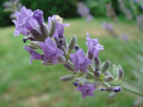 Слика од Lavandula angustifolia Mill.