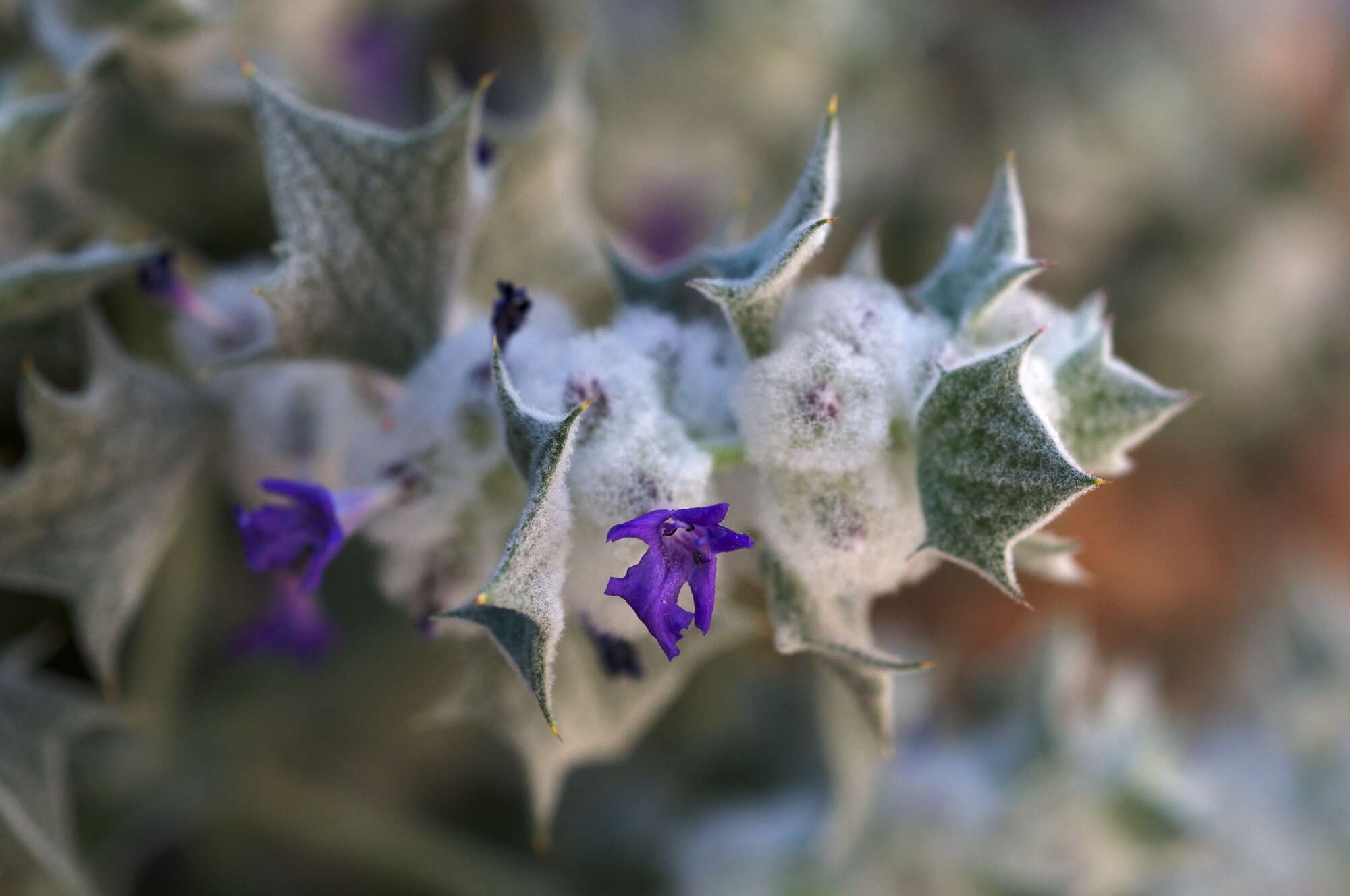 Image de Salvia funerea M. E. Jones