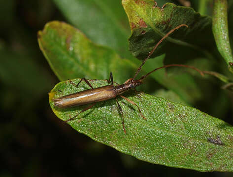 Image of Calliprason pallidus (Pascoe 1875)