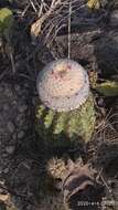 Image of Melocactus curvispinus subsp. caesius (H. L. Wendl.) N. P. Taylor