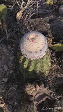 Melocactus curvispinus subsp. caesius (H. L. Wendl.) N. P. Taylor resmi