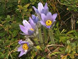 Image of Greater Pasque Flower