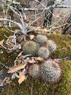 Image of Mammillaria nunezii subsp. nunezii