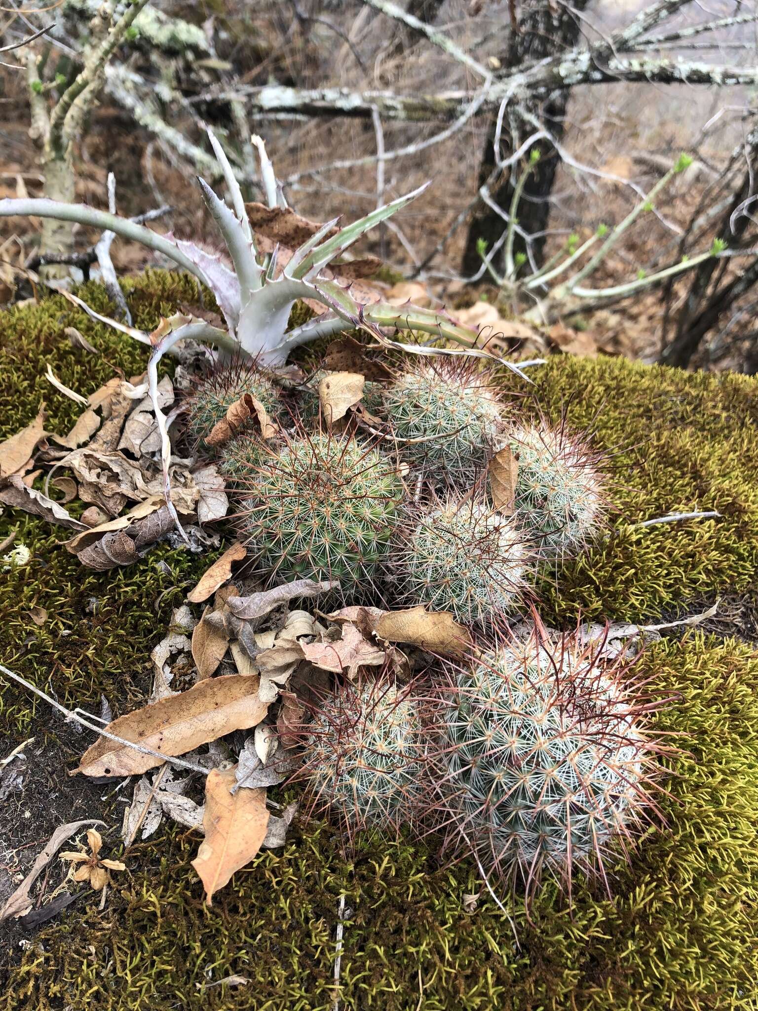 Image of Mammillaria nunezii subsp. nunezii