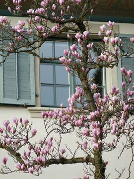 Image of Saucer magnolia