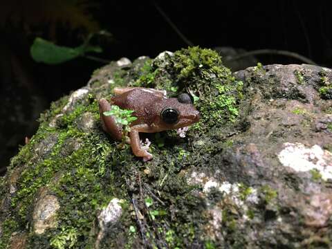 Image of Cook’s robber frog