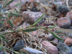 Слика од Polygonum oxyspermum Mey. & Bunge