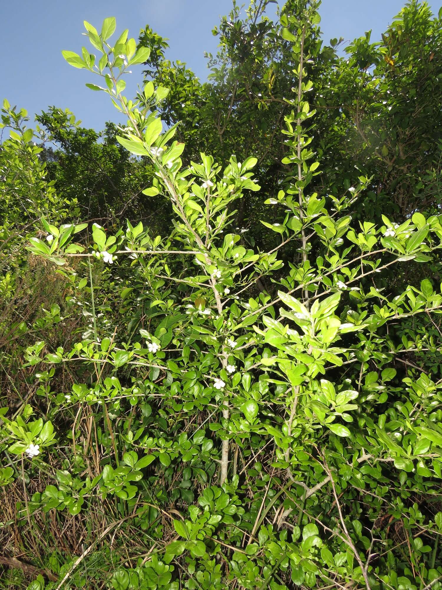 Image of Catunaregam obovata (Hochst.) A. E. Gonç.