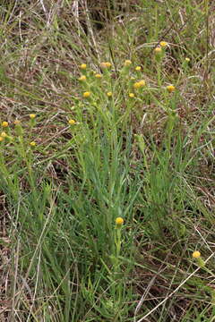 Plancia ëd Senecio macrocarpus F. Müll. ex R. O. Belcher