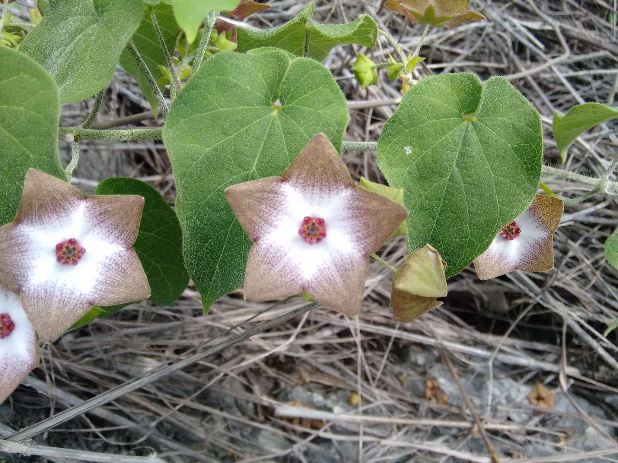 صورة Polystemma guatemalense (Schltr.) W. D. Stevens