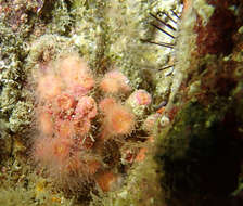 Image of encrusting star coral