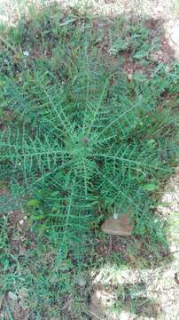 Image of Cynara humilis L.