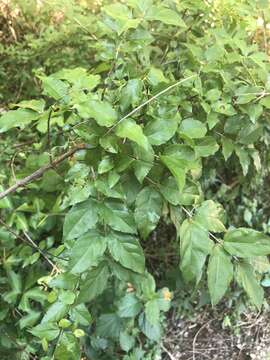 Image de Sageretia minutiflora (Michx.) Trel.