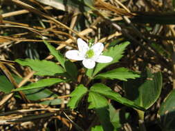 Image of anemone