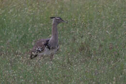 Image of Kori Bustard