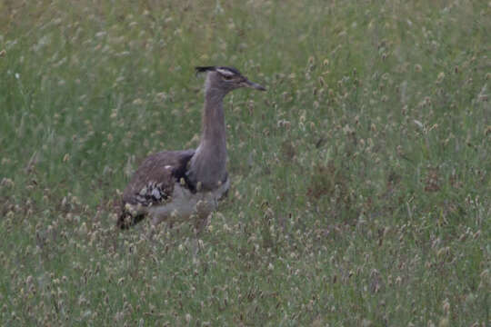 Image of Kori Bustard