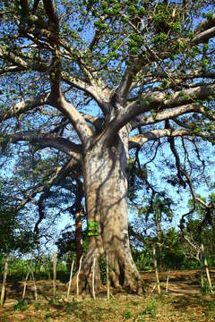 Image of kapoktree