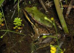 Image of Lithobates palmipes (Spix 1824)