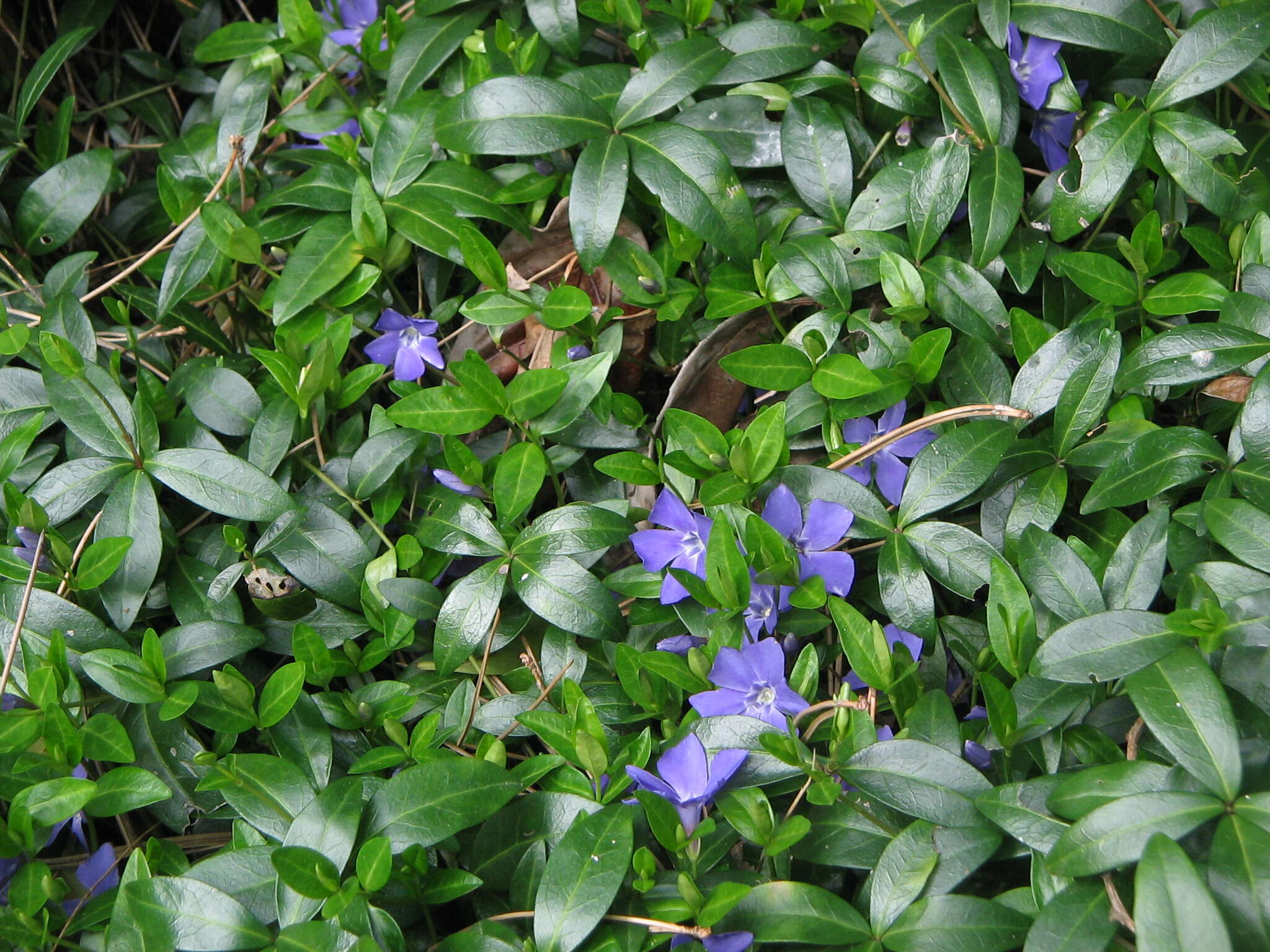 Image of Common Periwinkle