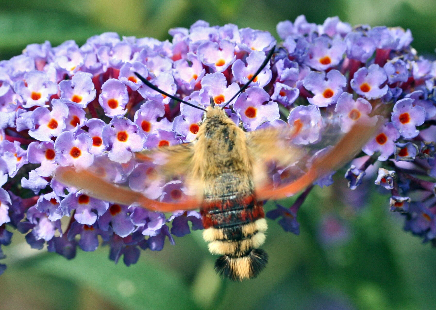 Image of broad-bordered bee hawk-moth