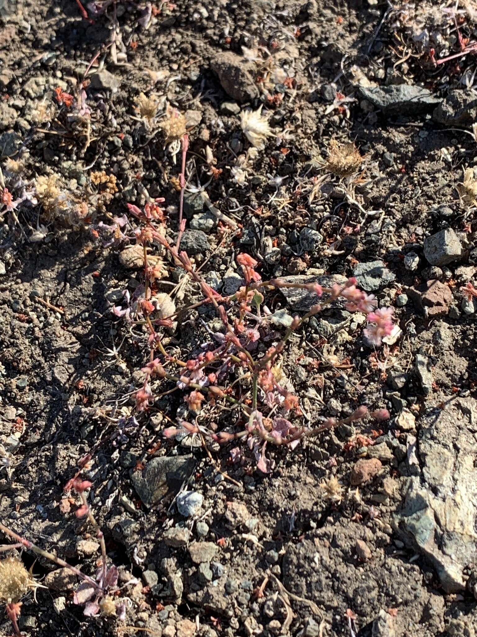 Image of goldencarpet buckwheat