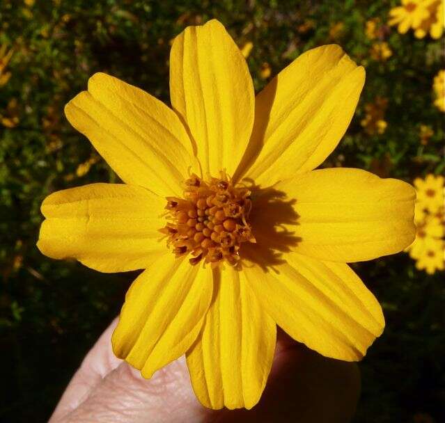 Tagetes lucida Cav. resmi