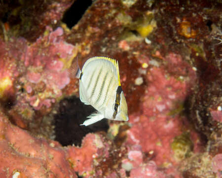 Image of Multiband Butterflyfish